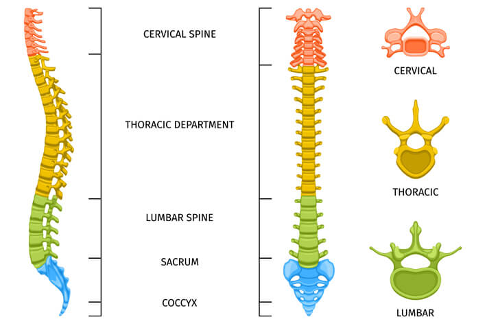 Oblique Lumbar Fusion () Oblique Lumbar Fusion
